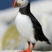puffin_atlantic_msi_v_0910_can1939.jpg